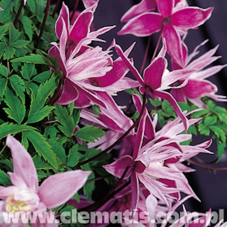 Clematis Atragene-Ryhm� 'Markham's Pink', tarha-alppik�rh�